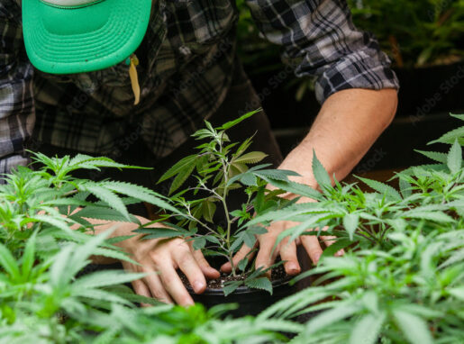 cannabis-clones-de-stecklinge-saemlinge-cannabispflanzen-bestellen-dein-experte-für-gesunde-cannabispflanzen