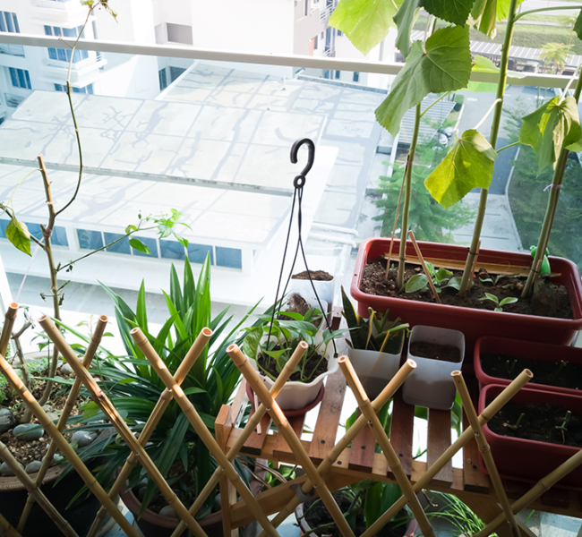 Balkon + Urban Gardening cannabisclones.de