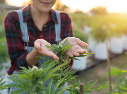 cannabis-outdoor-growing-setzlinge-online-bestellen-versand-deutschland-bayern-oesterreich