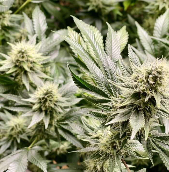 Cannabis Stecklinge kaufen