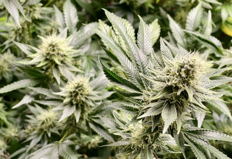 cannabis-plants-2023-11-27-05-30-55-utc