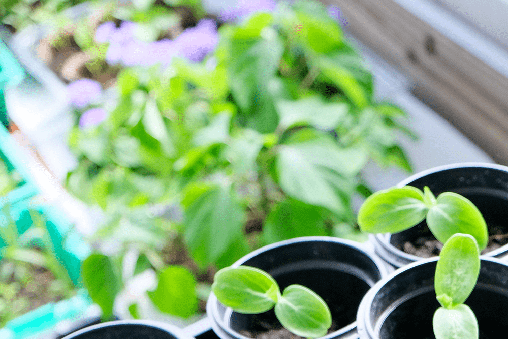Balkon + Urban Gardening cannabisclones.de