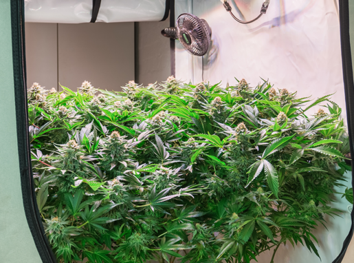 growbox-cannabis-indoor-anbau-bestellen-onlineshop