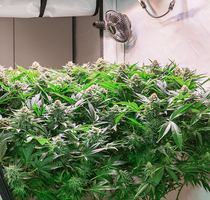 growbox-cannabis-indoor-anbau-bestellen-onlineshop