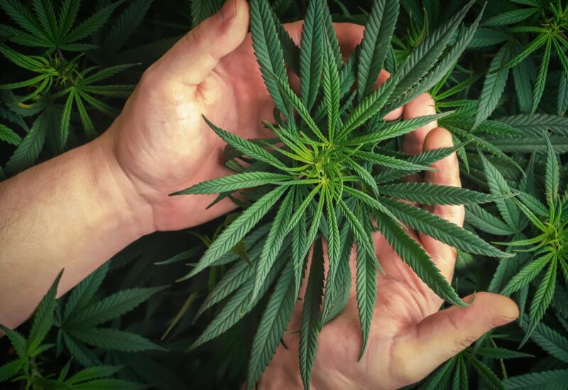 Erfolgreicher Indoor-Grow: Die entscheidenden Faktoren für Top-Ergebnisse bei der Cannabisernte