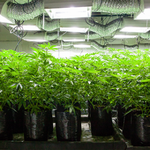 cannabis-clones-de-aufzucht-mutterpflanzen-cannabis-onlineshop