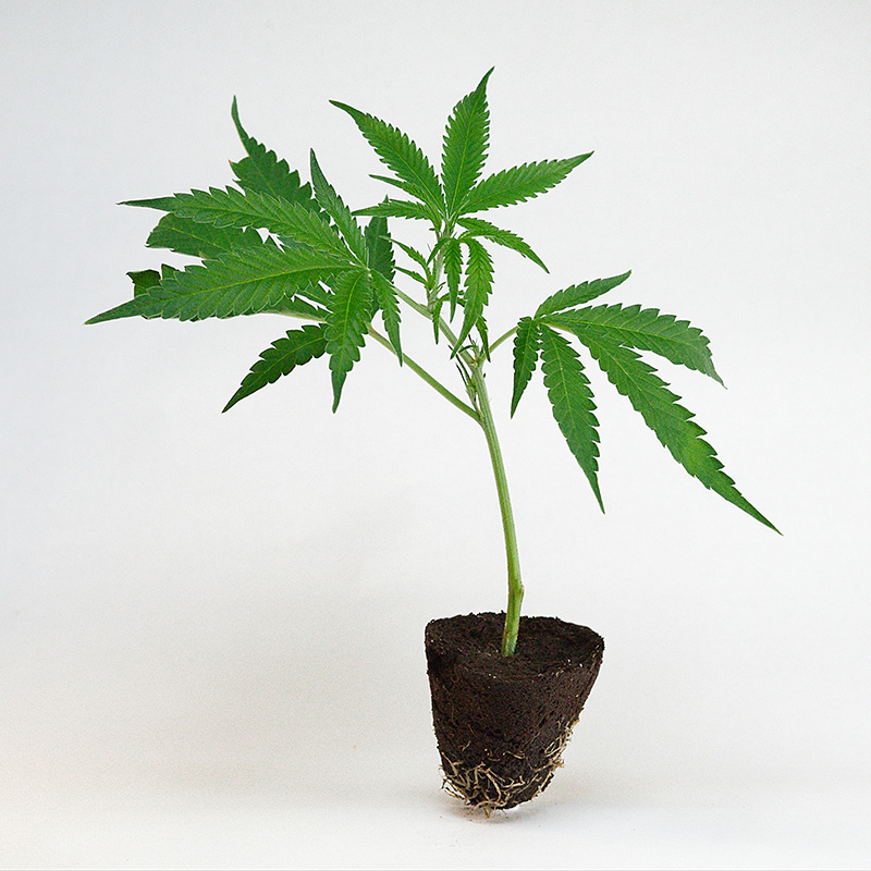 big-bud-bulk seeds