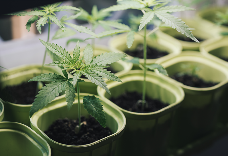 cannabis-auf-dem-balkon-ganz-einfach-anbauen