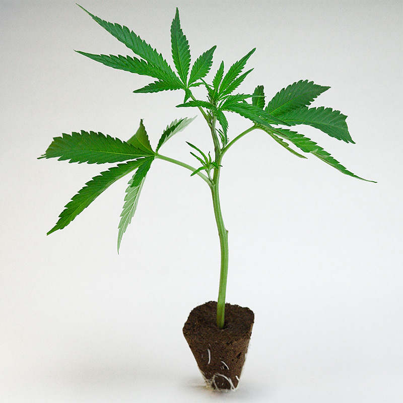 cheese-cannabis-steckling-kaufen