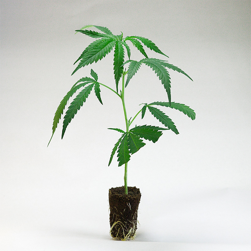 girl-scout-cookies-cannabis-steckling-kaufen