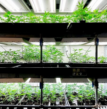 indoor-cannabis-grow-plantation-with-young-plants-2023-11-27-05-37-03-utc
