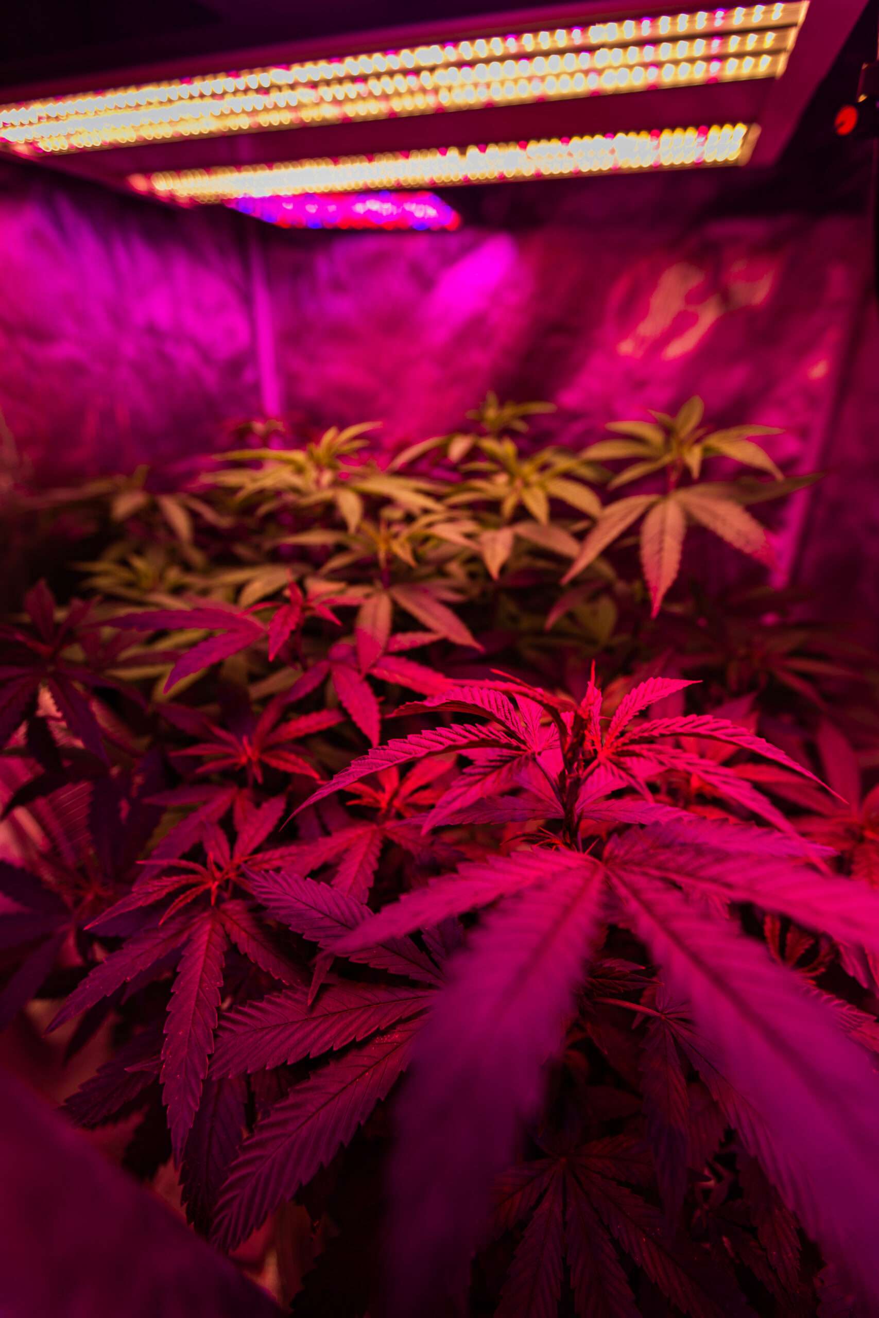 Grow-Equipment für Cannabis - Hobbygärtner online bestellen