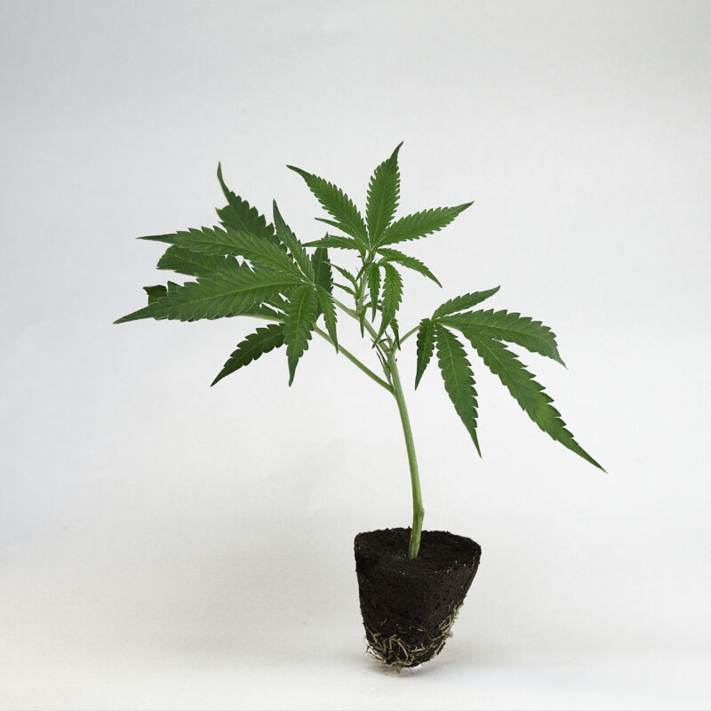 Garlic_x_JMO Steckling Cannabis Clone kaufen Onlineshop In House Genetics
