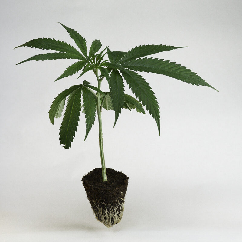 Triple_Choclate_Chips Steckling kaufen Exotic Genetics