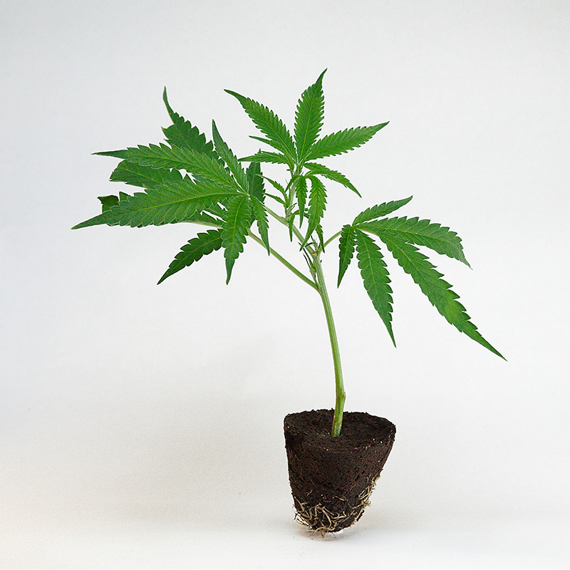 candy-store-rbx-cannabis-steckling-kaufen