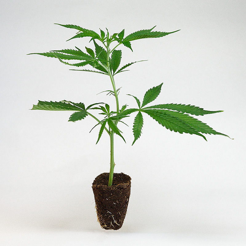 cannalope-haze--cannabis-steckling-kaufen