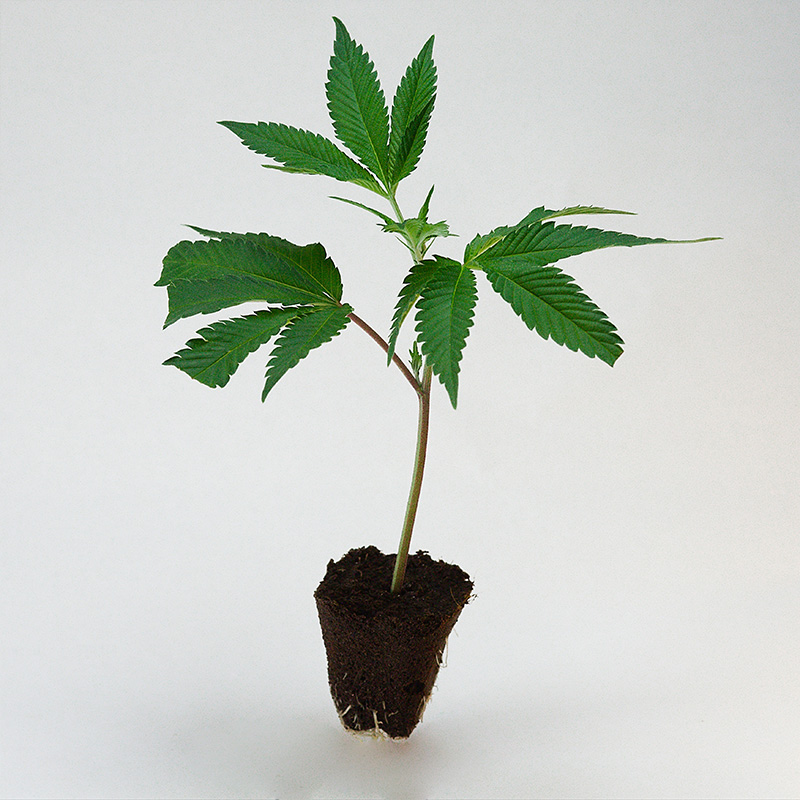harlequin-cbd-stecklinge-kaufen