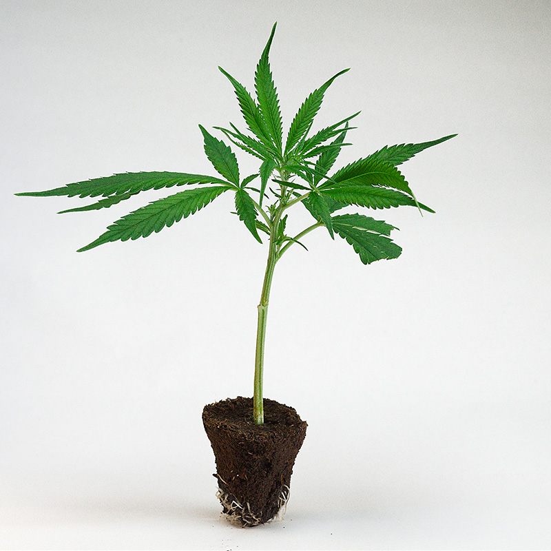 mimosa-evo-cali weed