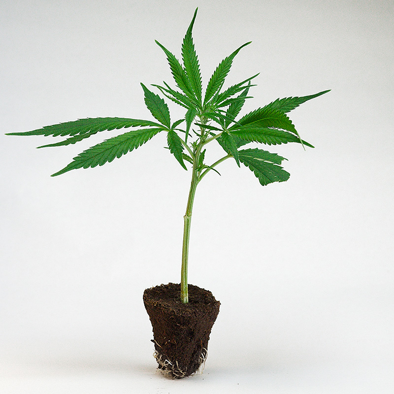 northern-lights-sensi-seeds--cannabis-steckling-kaufen