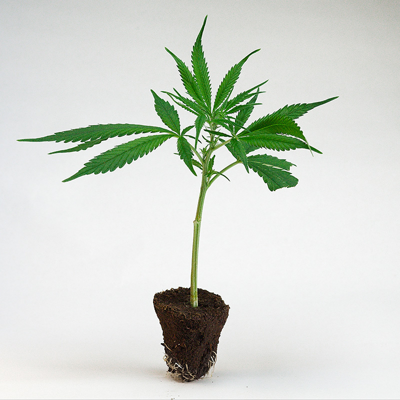 super-silver-haze--cannabis-steckling-kaufen